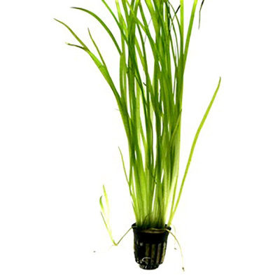 Валлиснерия Прямая, горшок